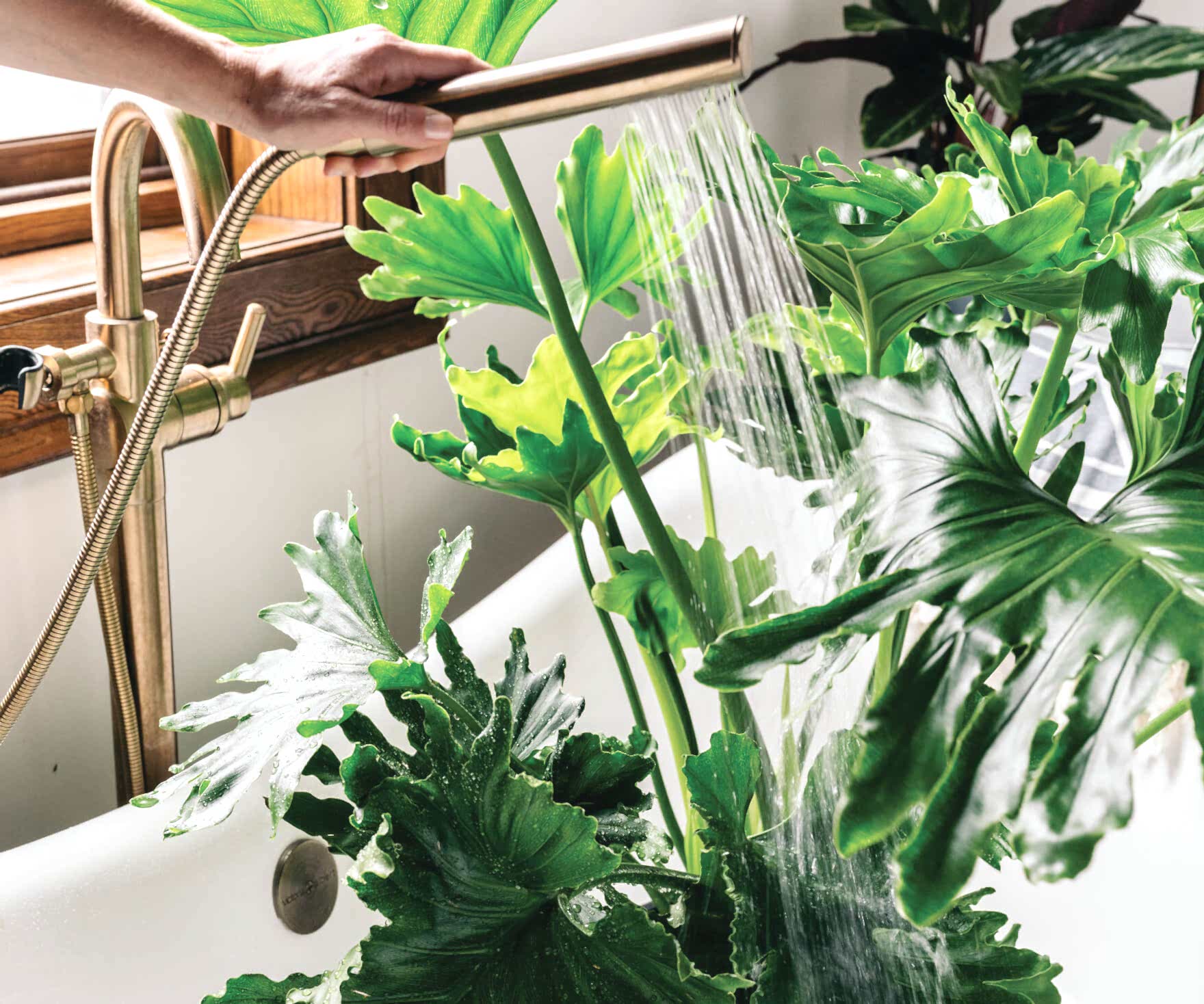 advice from plant mom: getting your plants ready for fall