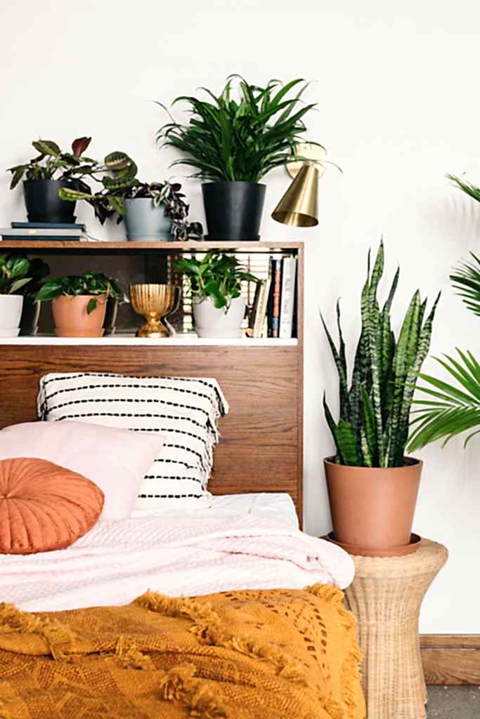 Bloomscape | Why More Plants are Better than One