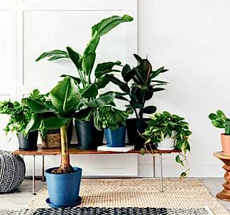 Bloomscape | Why More Plants are Better than One