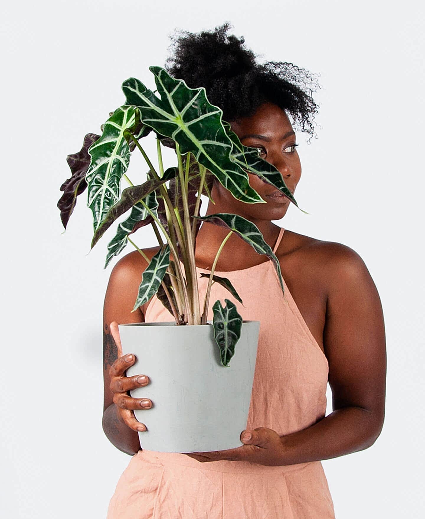 Buy Bloomscape Potted Alocasia Polly