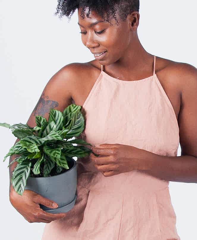 Buy Potted Calathea Freddie Plant