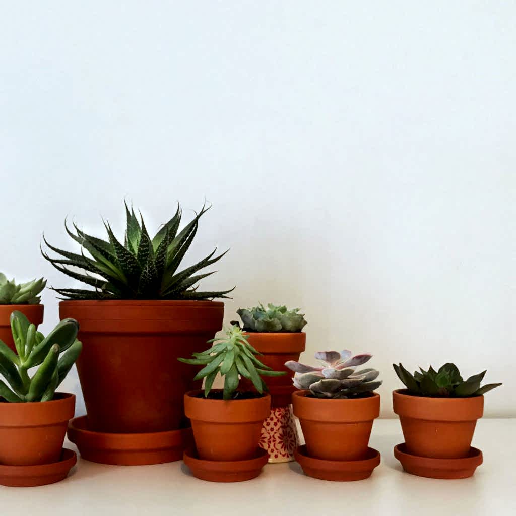Plant Care Tips For Healthy Indoor Succulents | Bloomscape