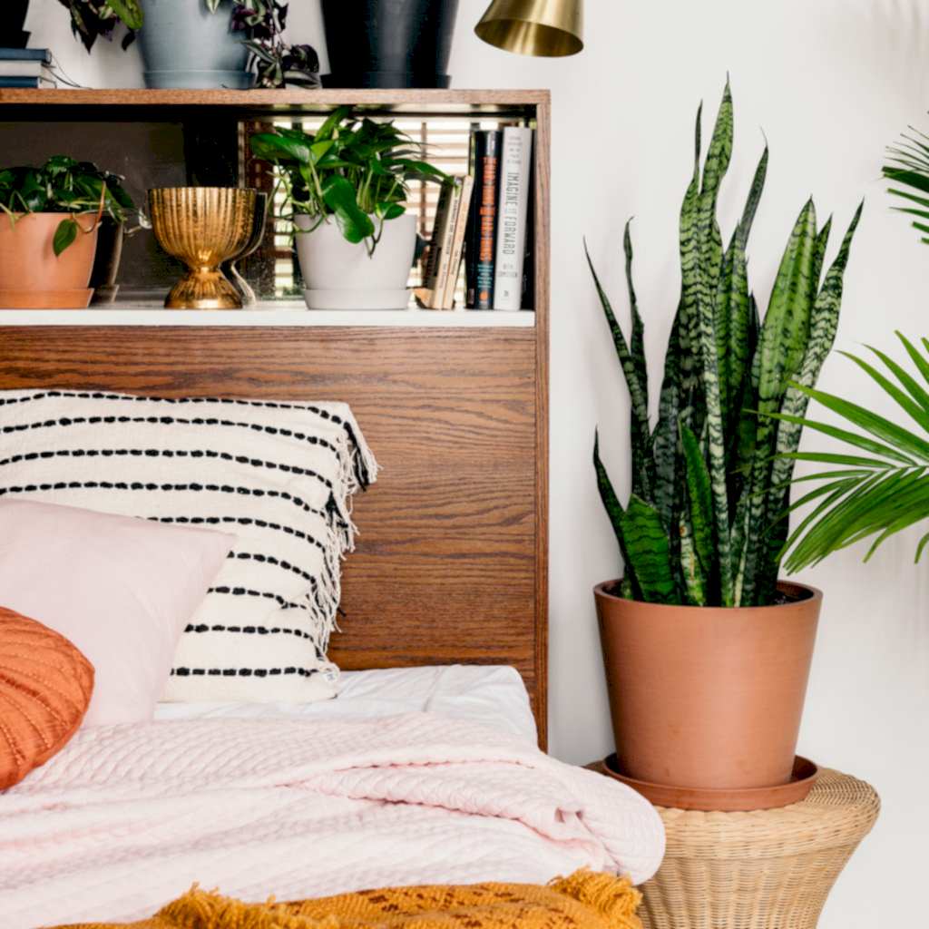 Snake Plants: The Allergy-Reducing, Air-Purifying Wonder | Bloomscape