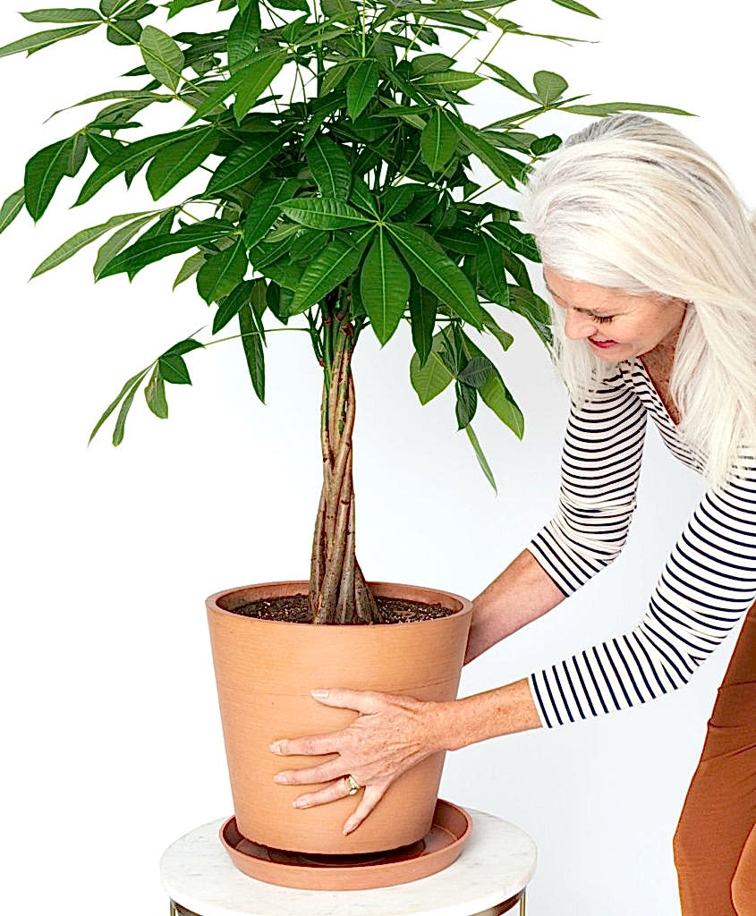 Money Tree: Bloomscape