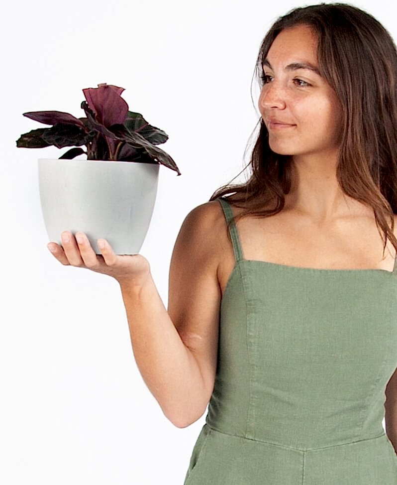 plant image