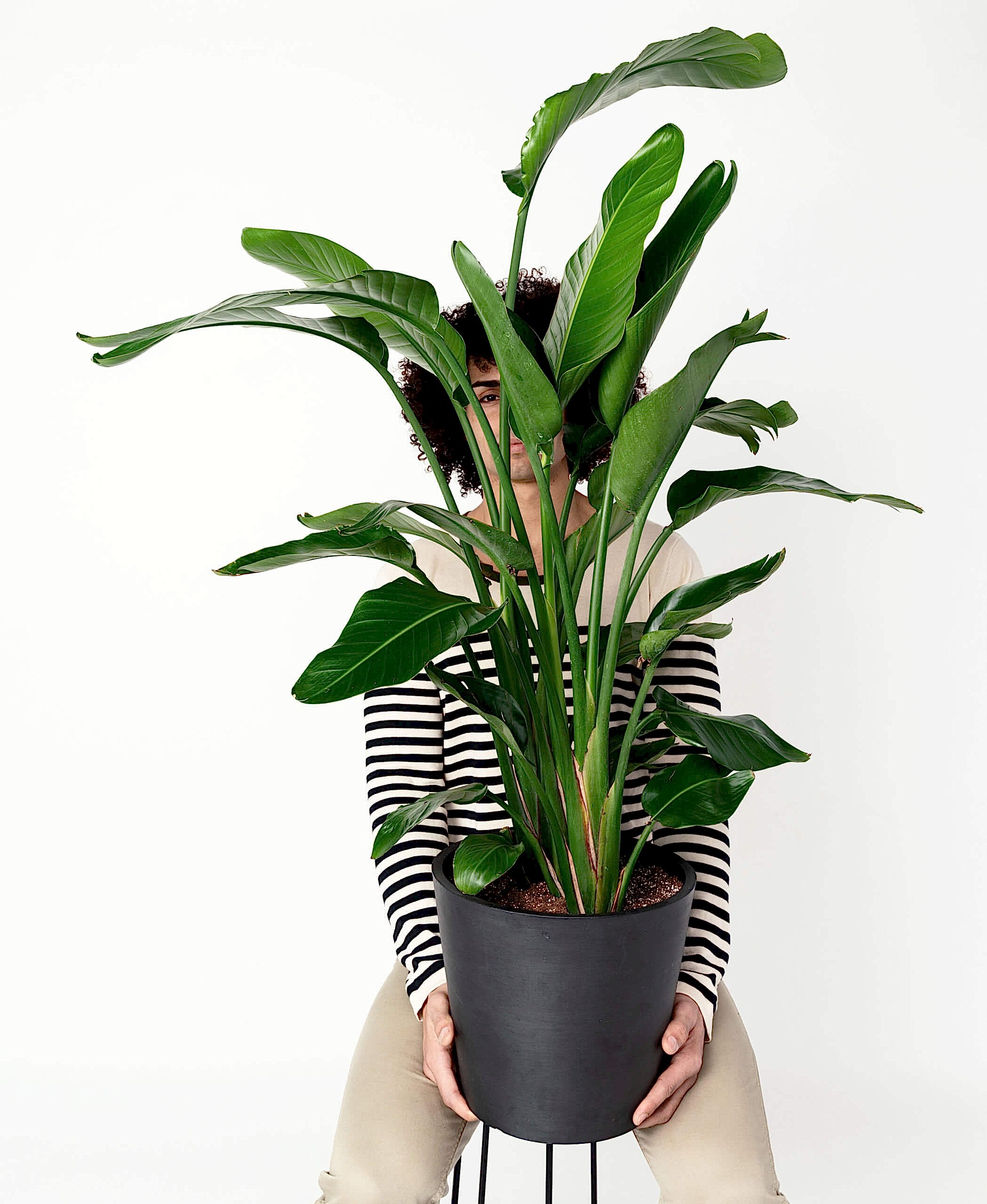 plant image