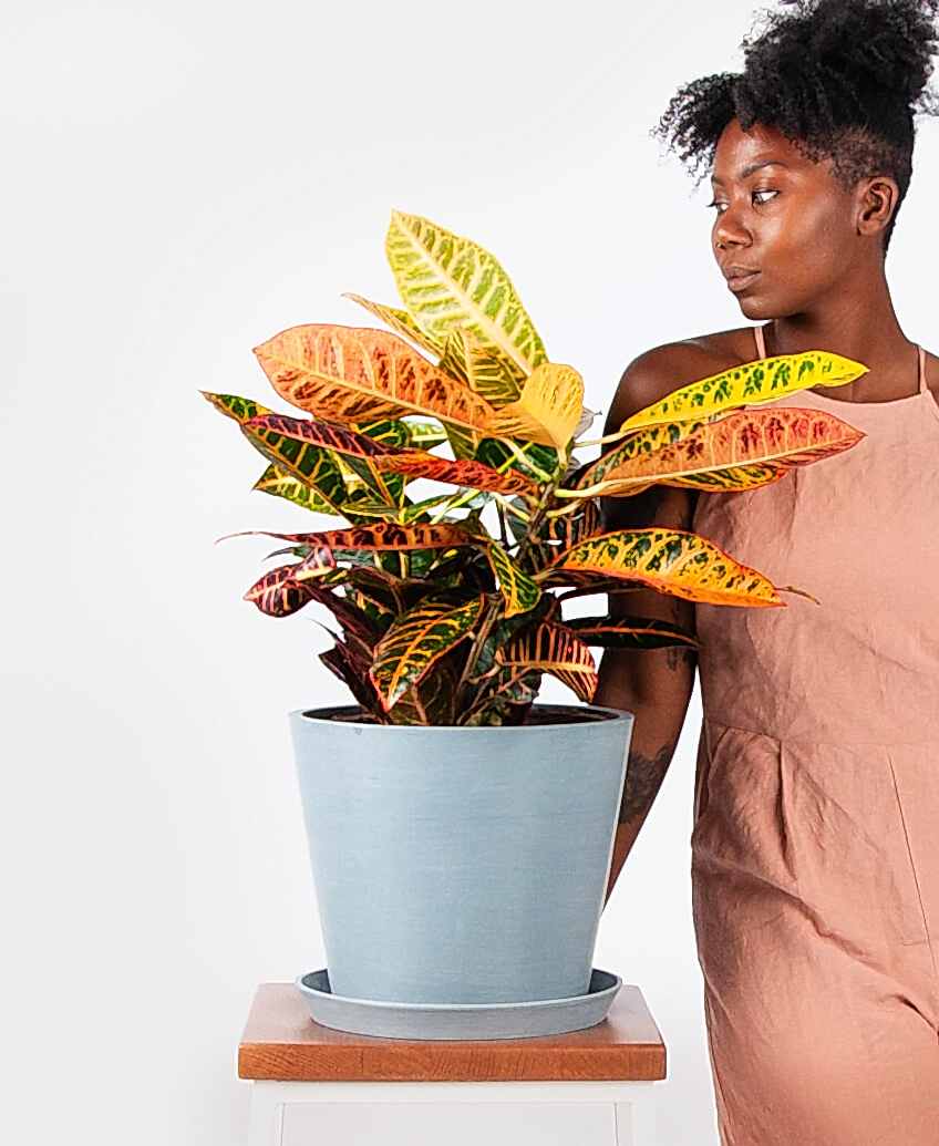 plant image