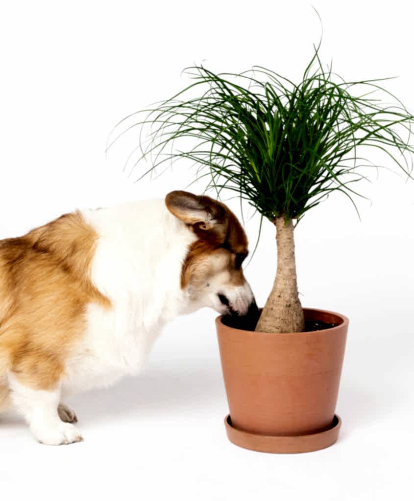 Ponytail Palm: Bloomscape