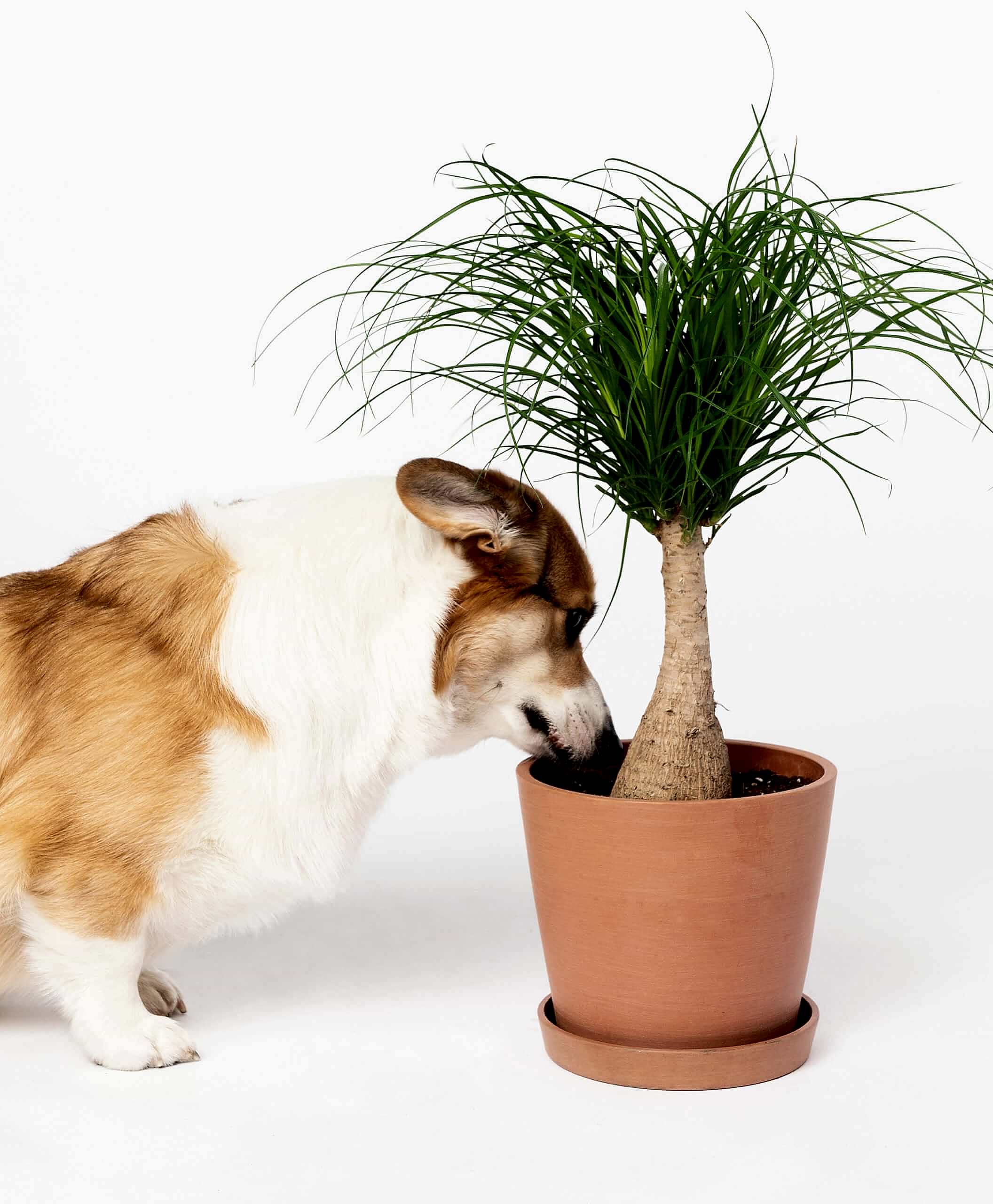 plant image