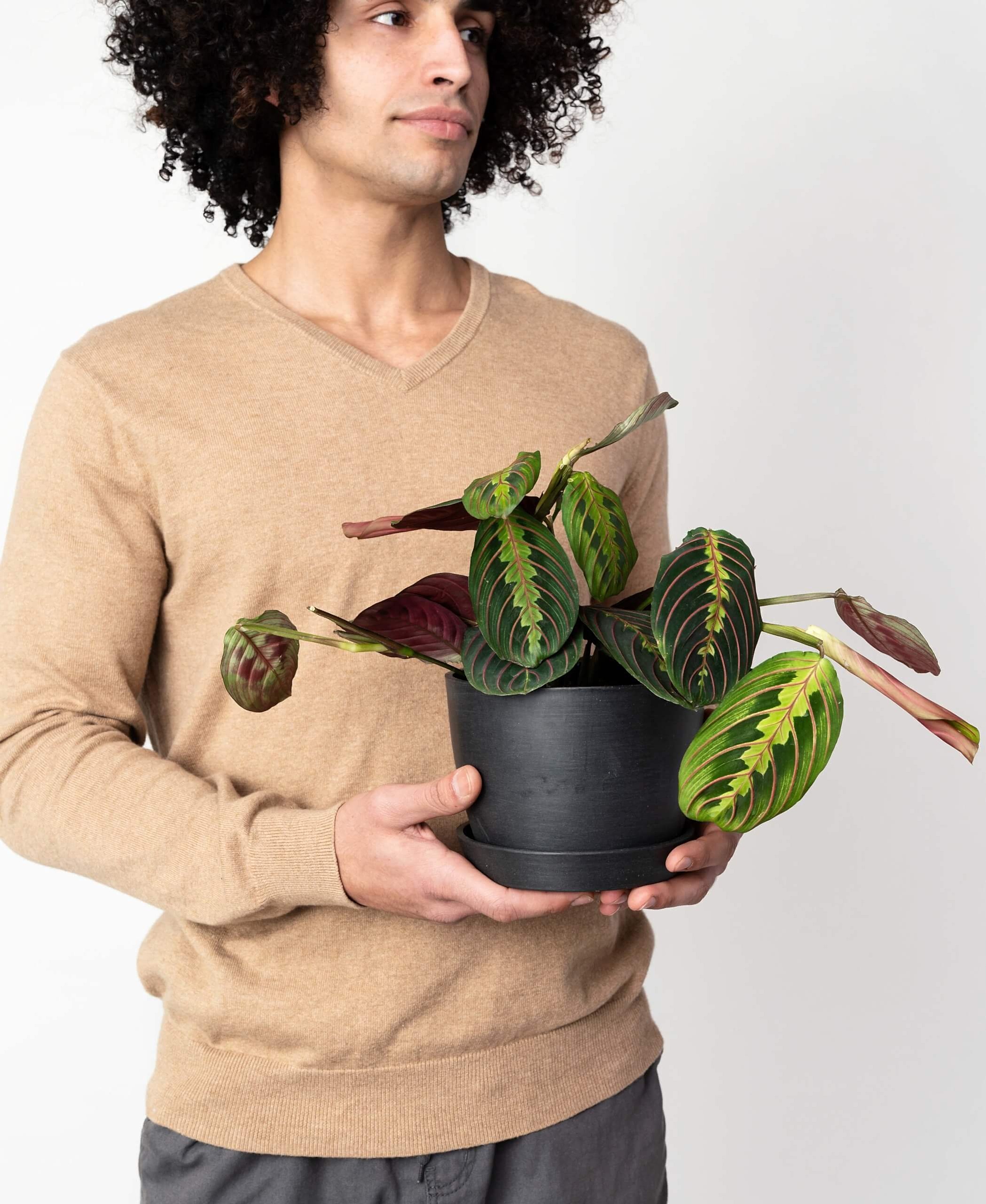 plant image