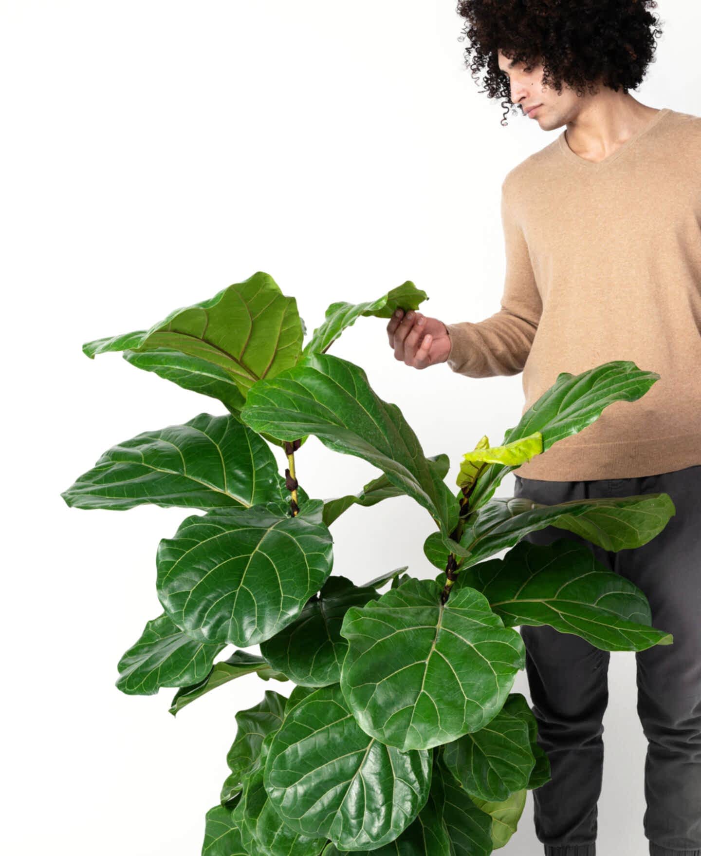 plant image