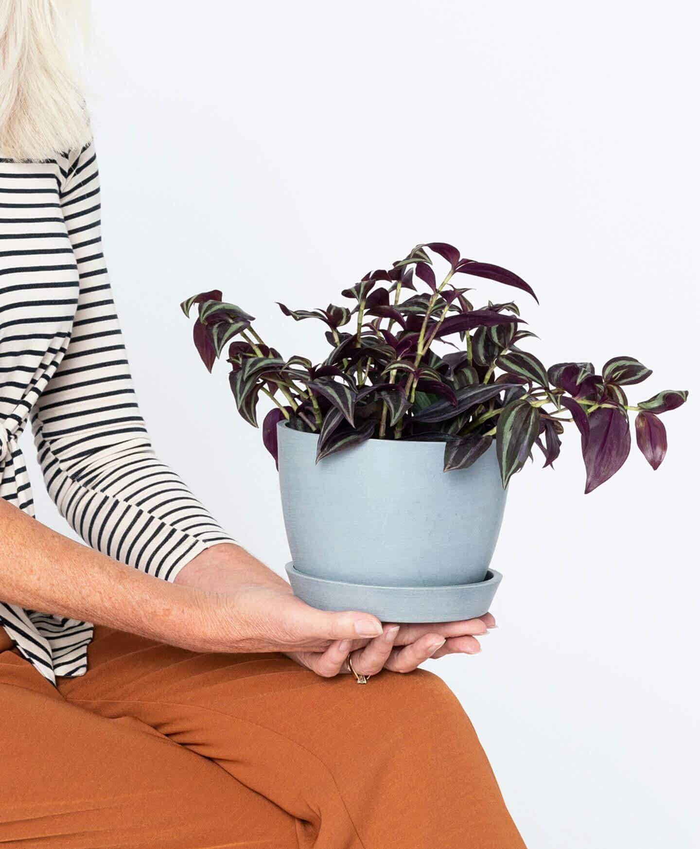 plant image