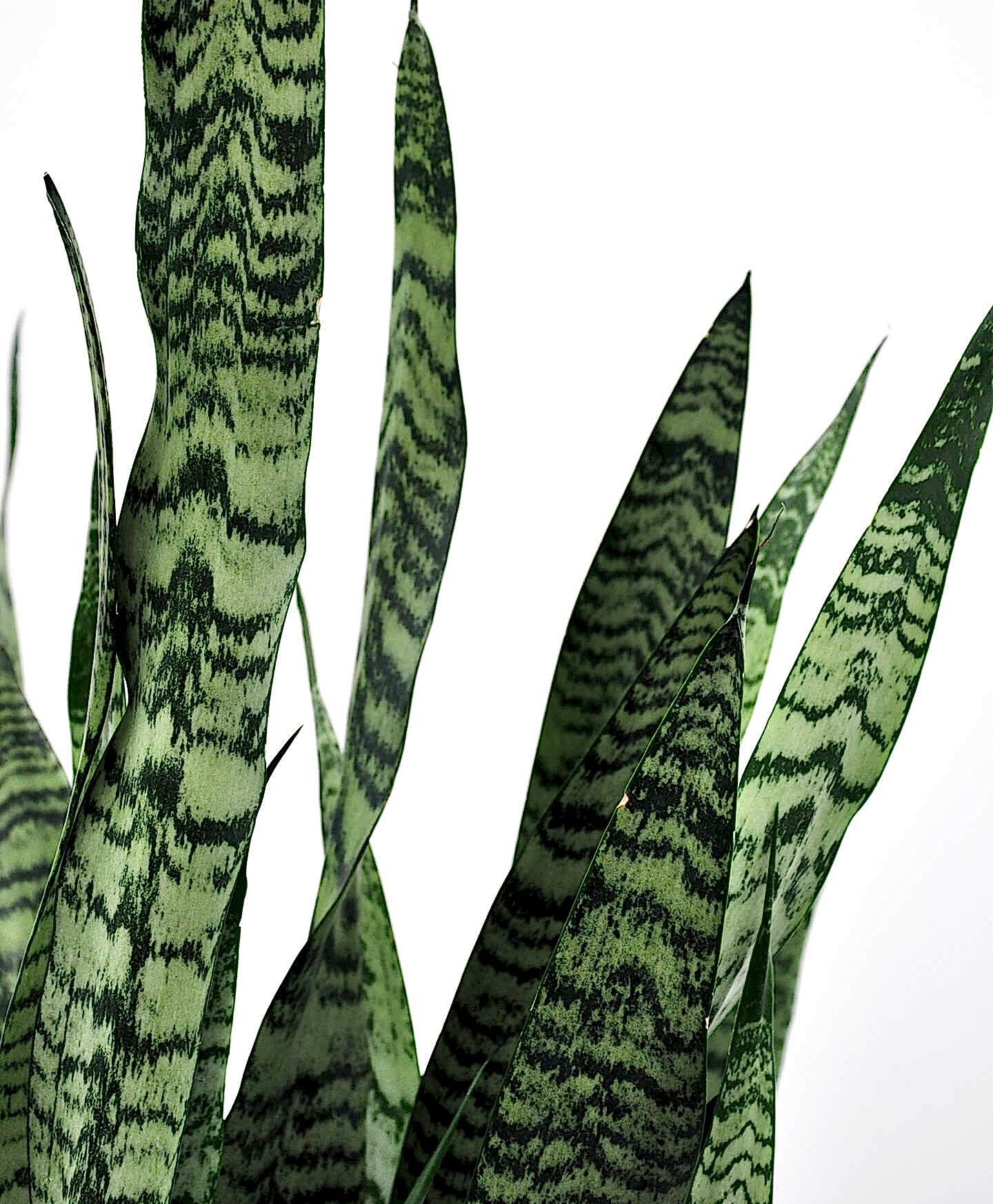 related plant issue