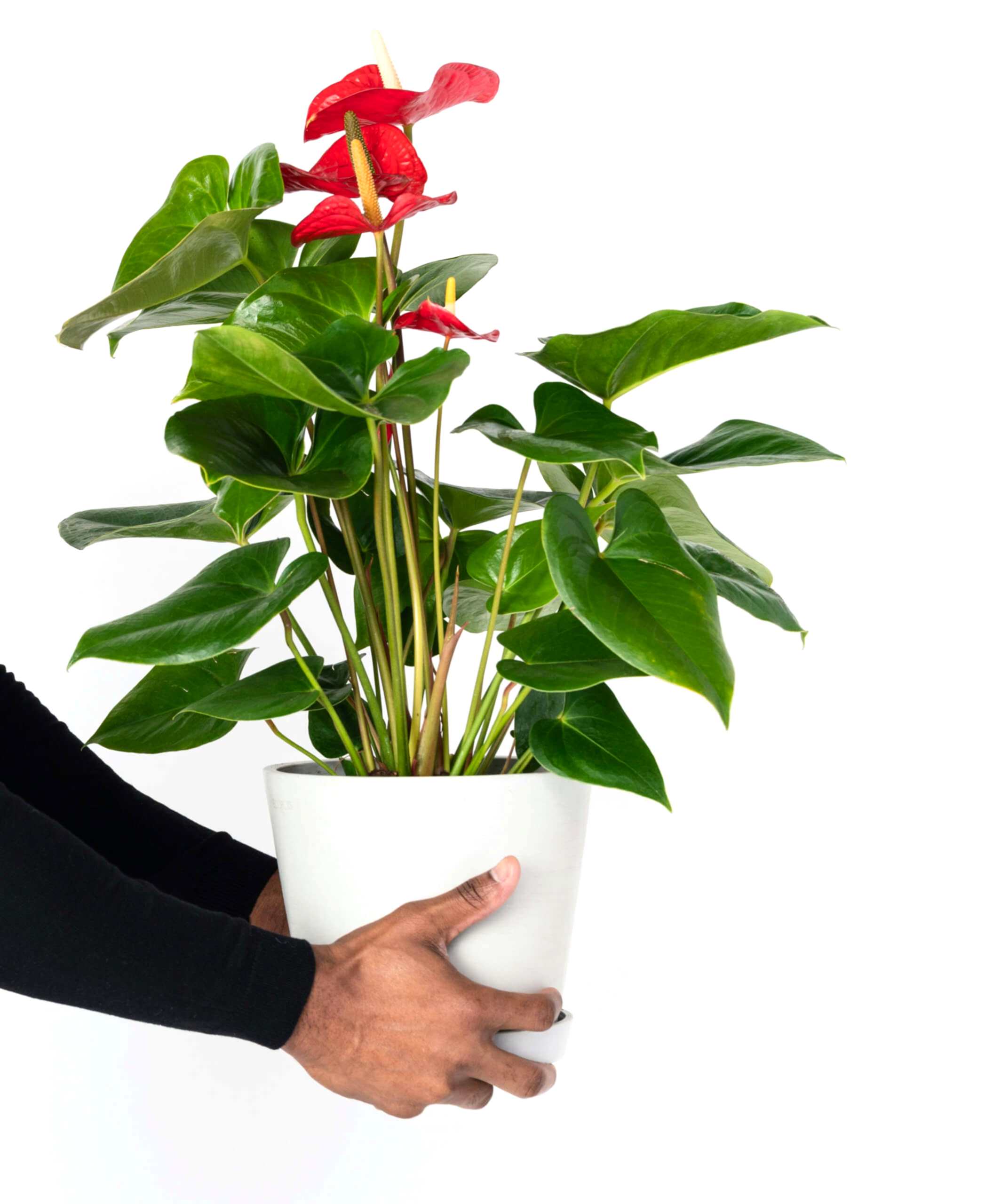 plant image