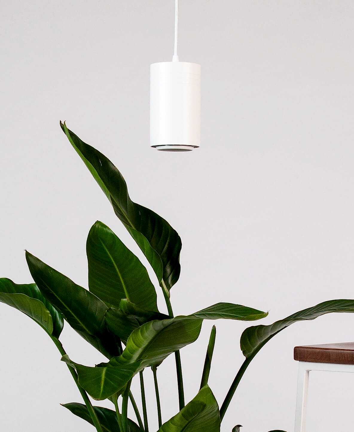 Bloomscape Indoor Grow Light