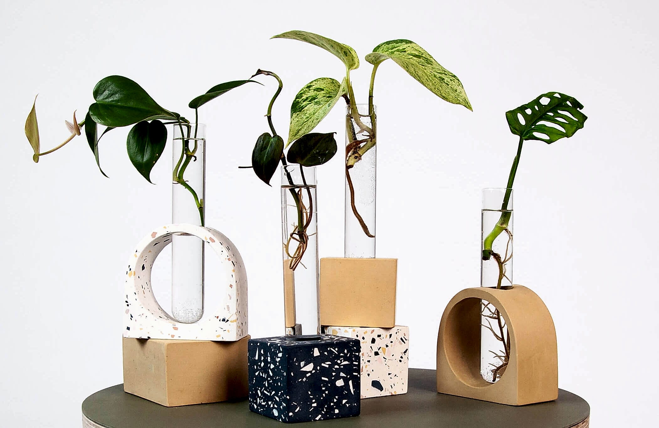 Bloomscape Propagation Shop