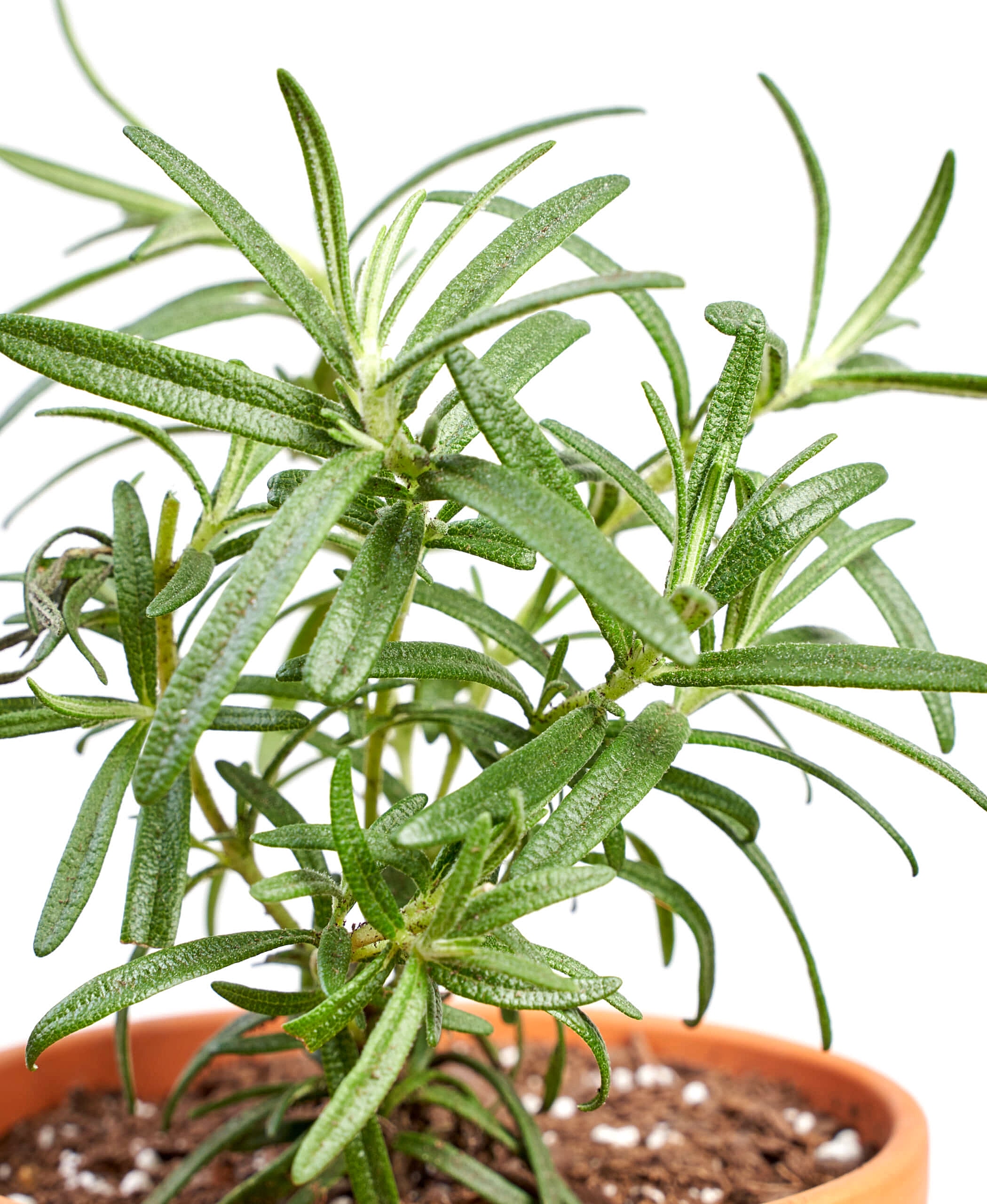 related plant issue