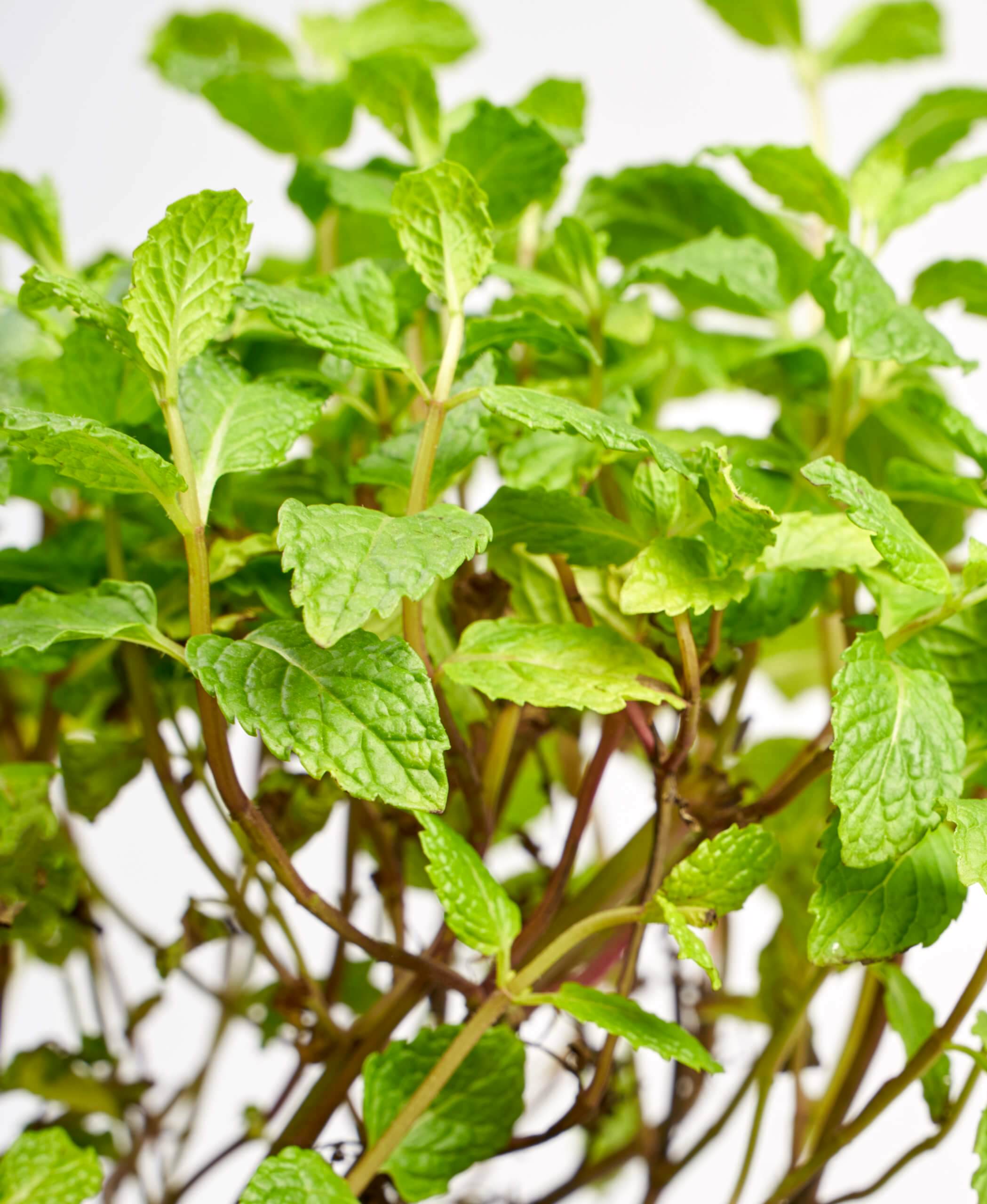 related plant issue