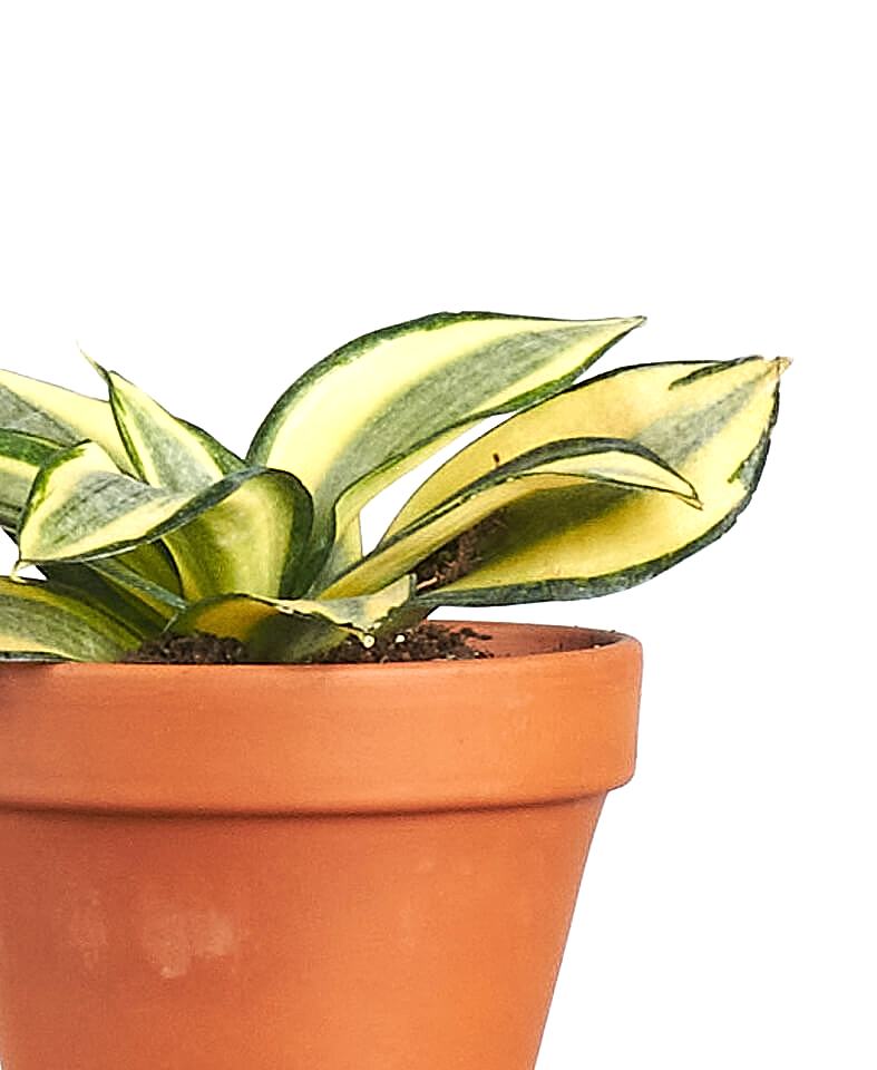 Buy Bloomscape Potted Easy Peasy Collection