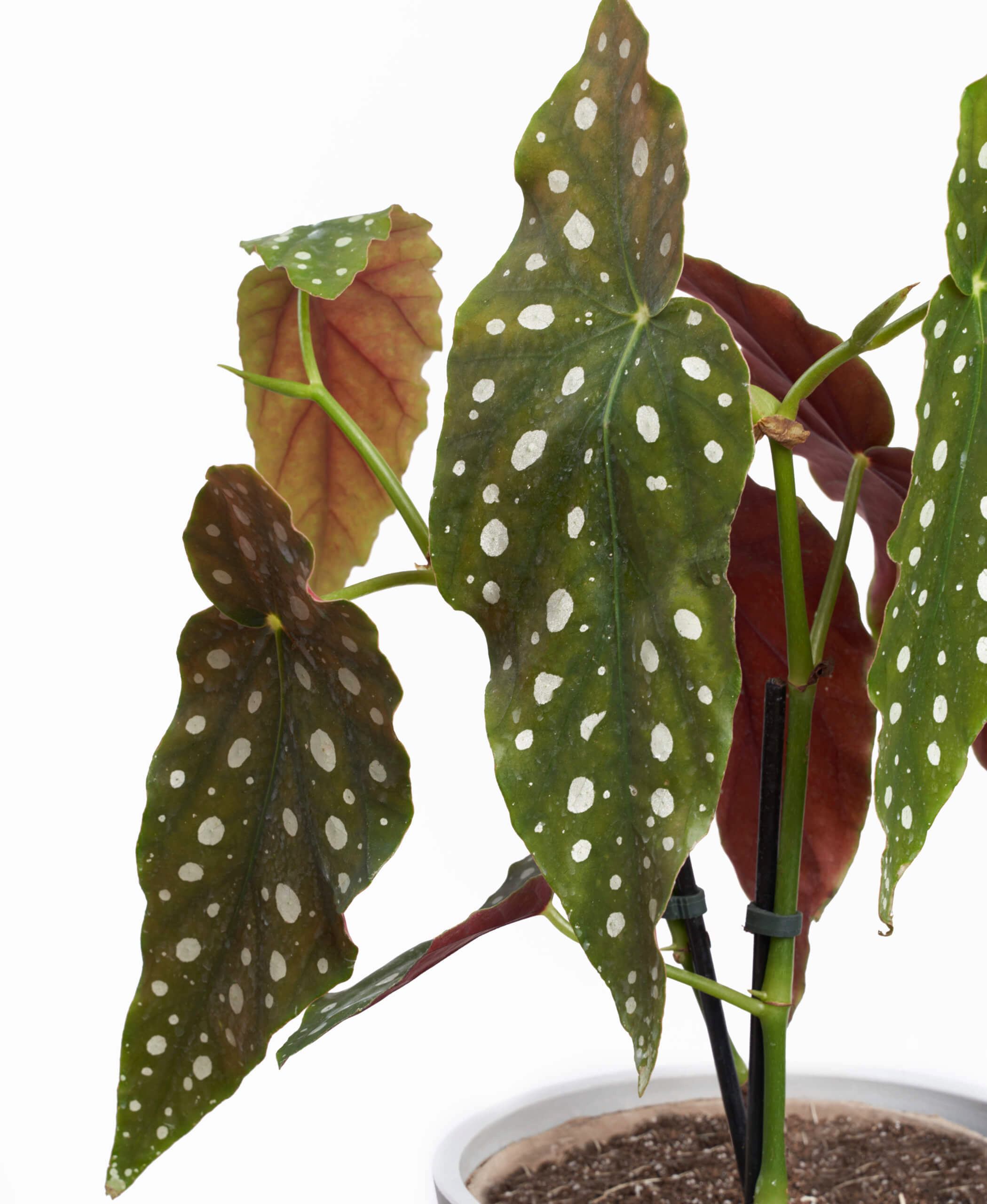 plant image