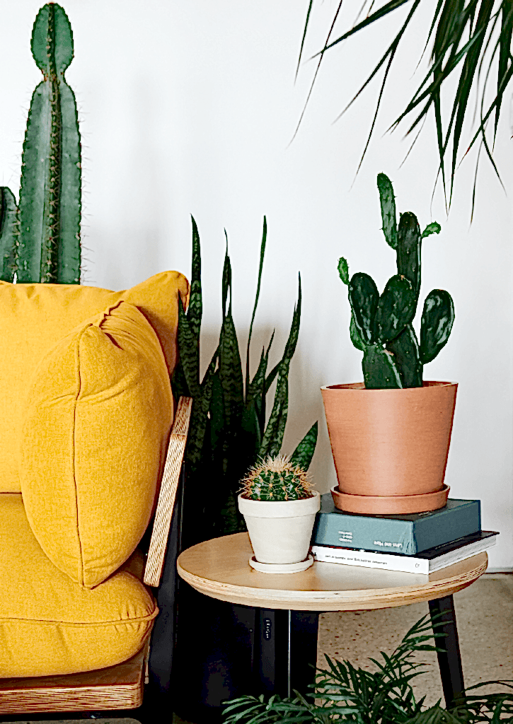 Bloomscape: Indoor Cactus Care 101