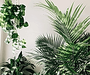 The Plant Care Chronicles: Ricky Dorn