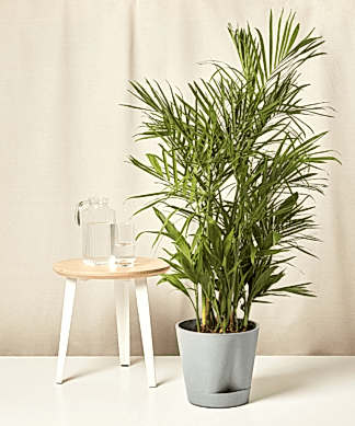 self watering slate xxl bamboo palm