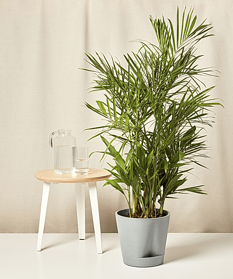self watering slate xxl bamboo palm