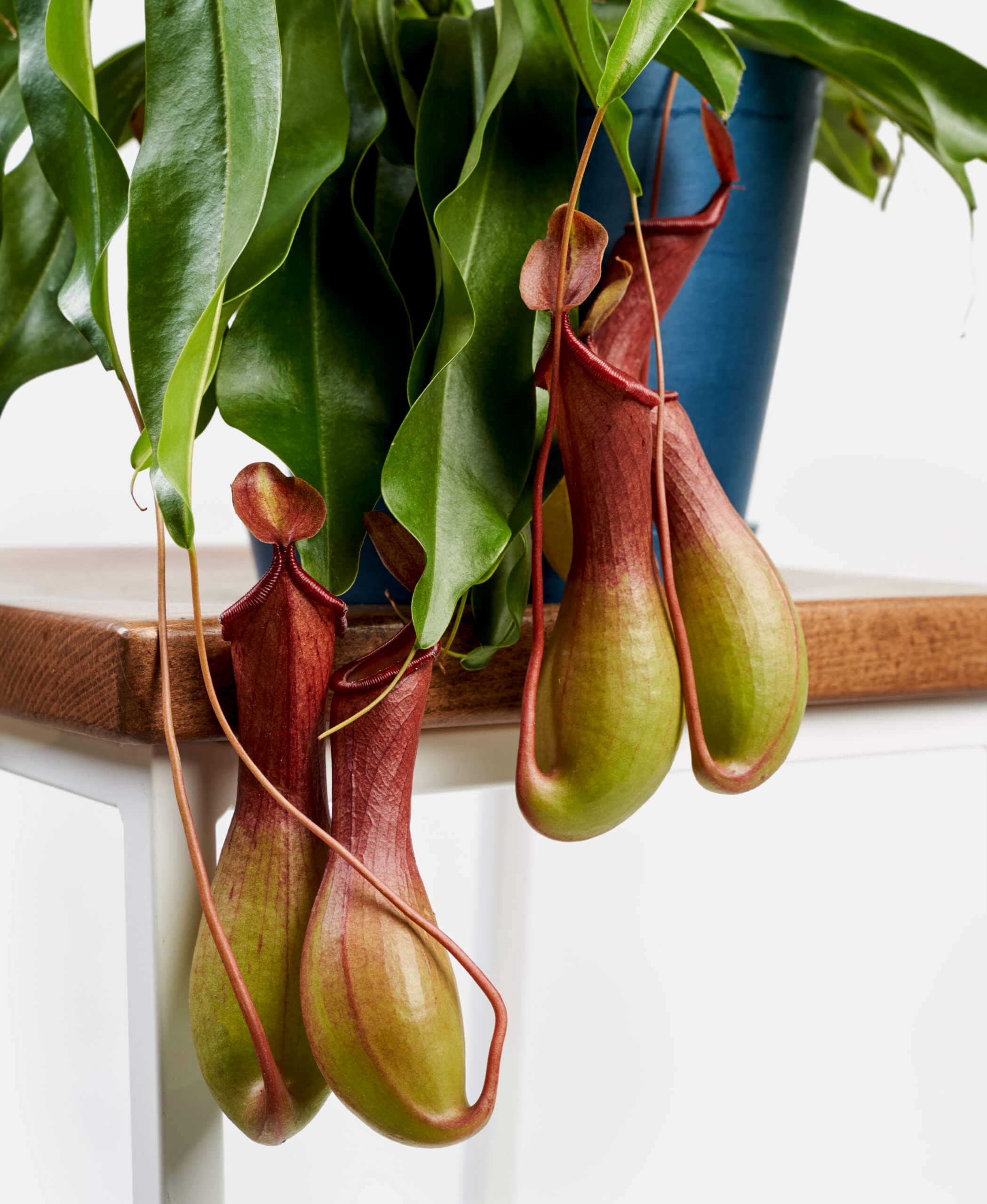 plant image