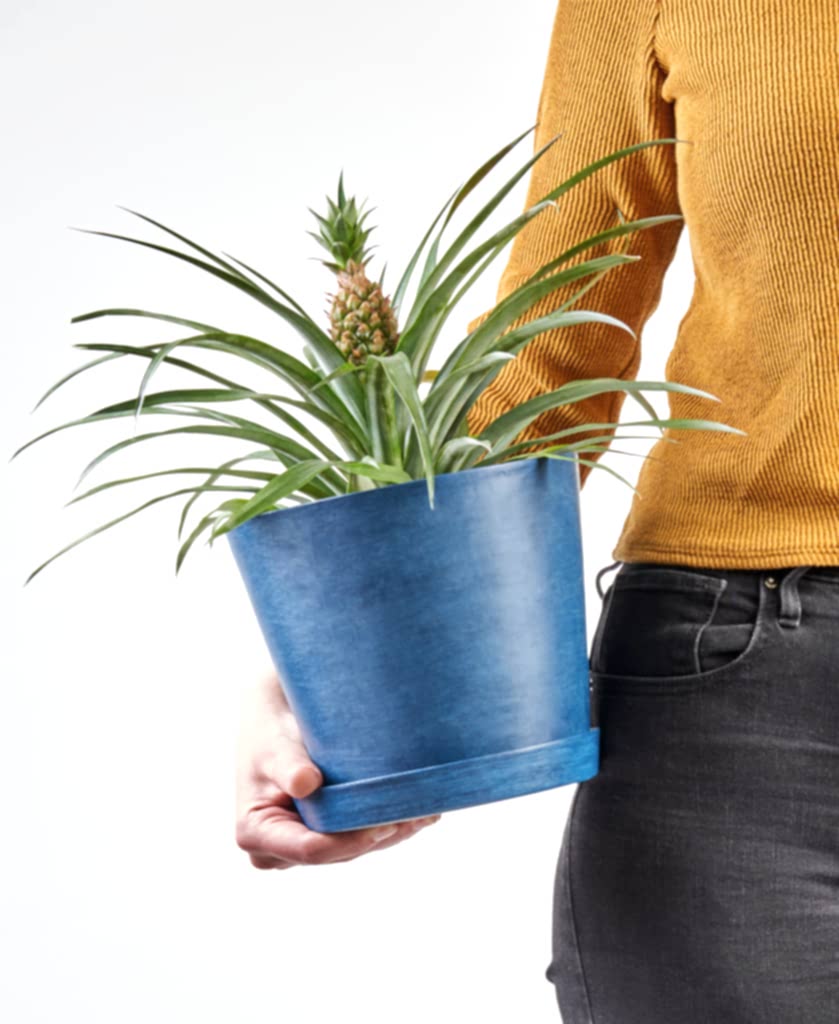 Buy Bloomscape Potted Bromeliad Pineapple