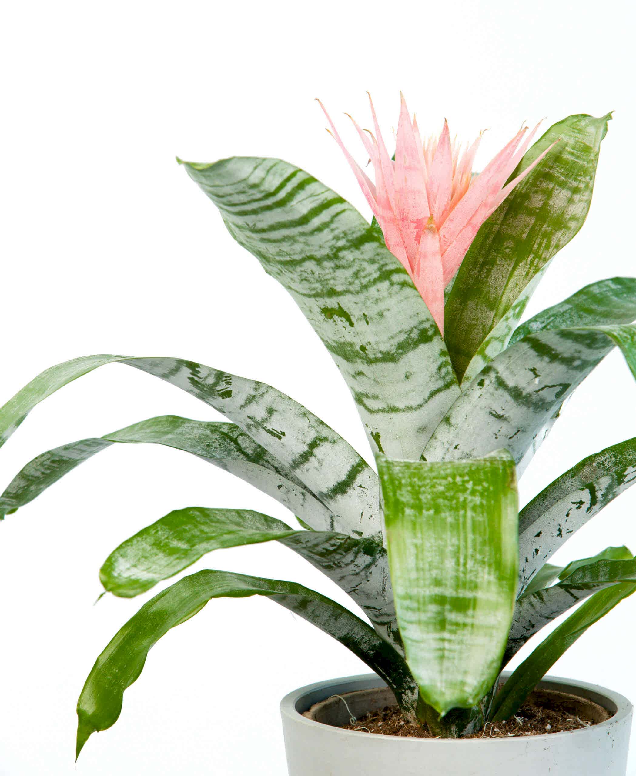 related plant issue