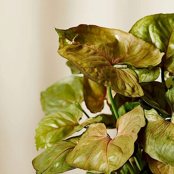 Arrowhead Plant Care