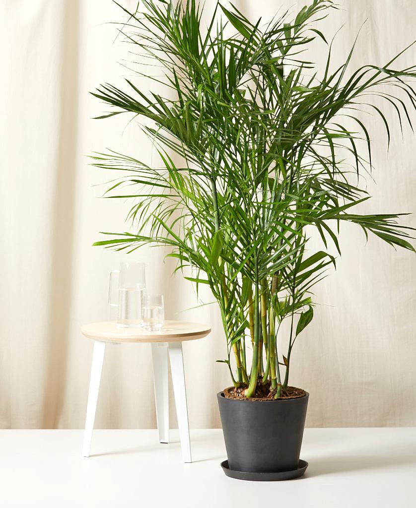 Buy Bloomscape Potted Bamboo Palm