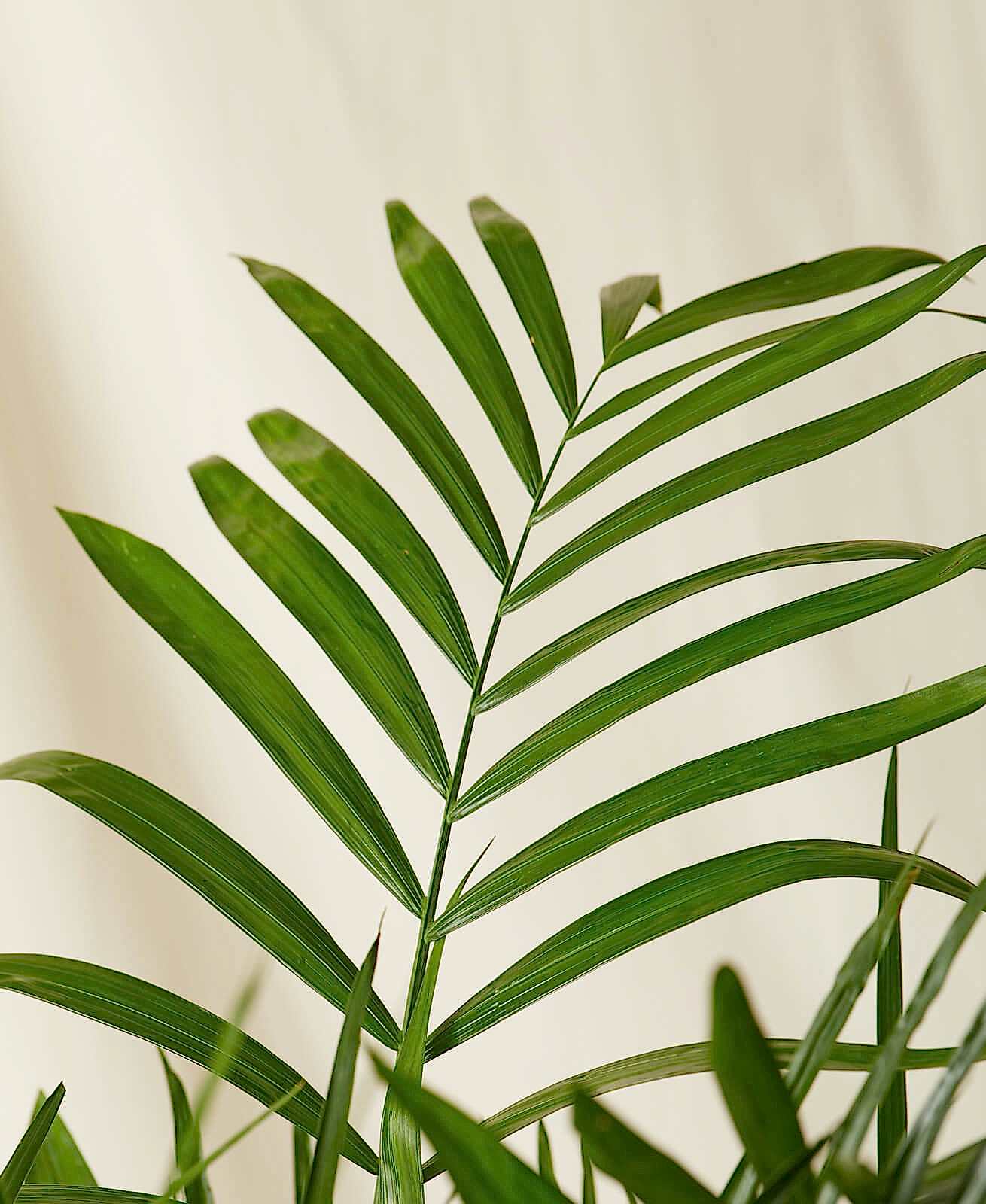 Buy Bloomscape Potted Bamboo Palm