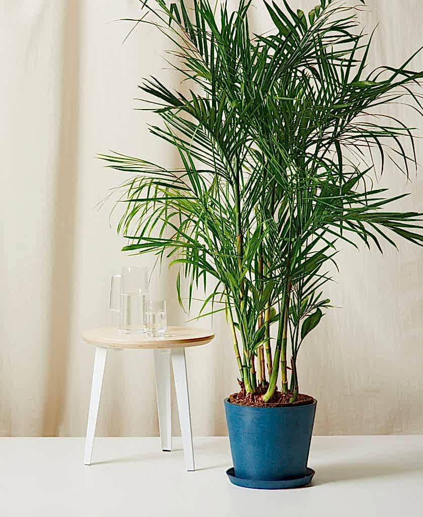 Bloomscape Bamboo Palm potted in Indigo Ecopot.