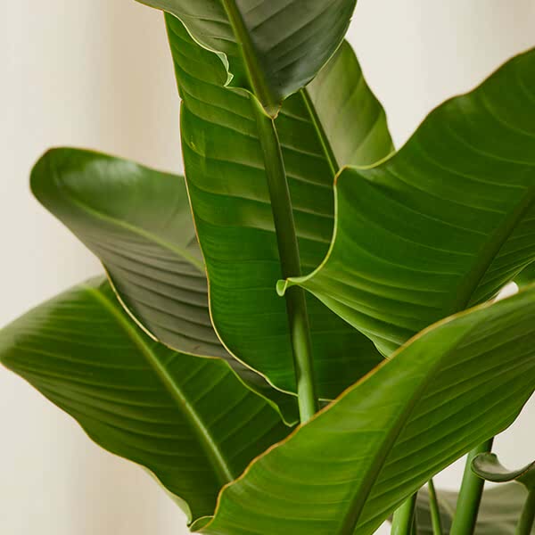 Bird of Paradise Care