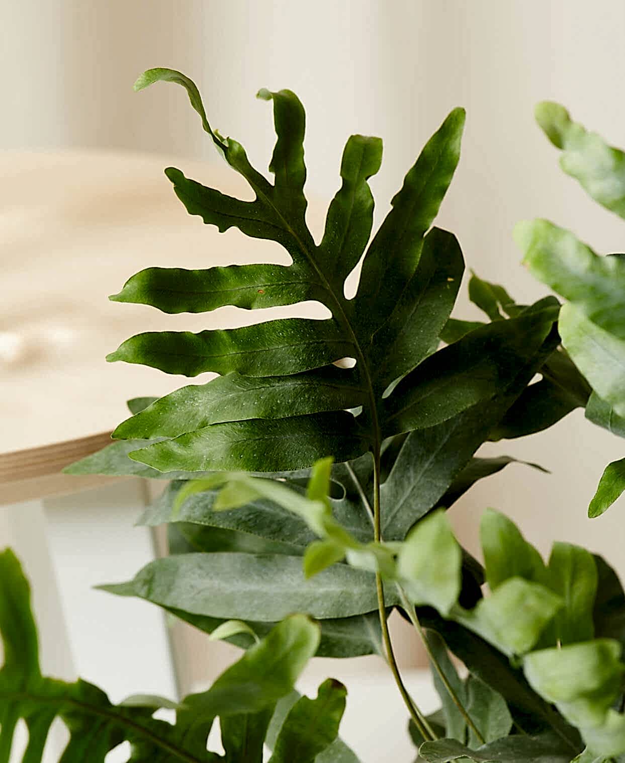 Buy Bloomscape Potted Blue Star Footed Fern