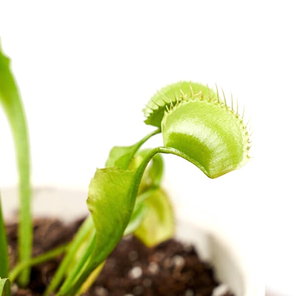 Carnivorous Plant