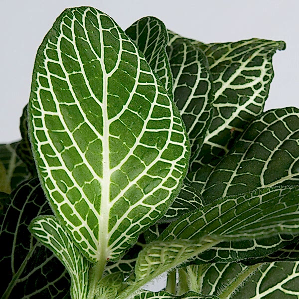 Fittonia Care
