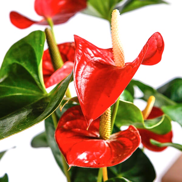 Anthurium Care