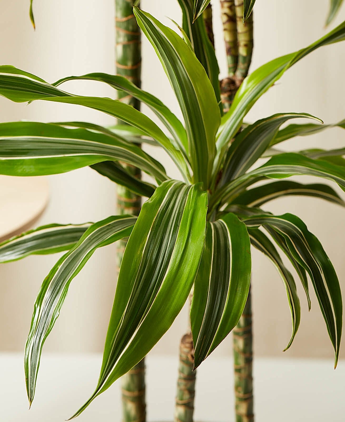 Buy Bloomscape Potted Dracaena Gold Lemon-Lime