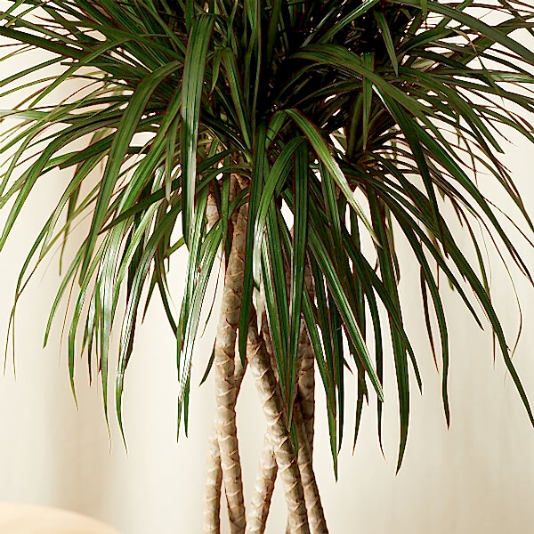 Dracaena Care