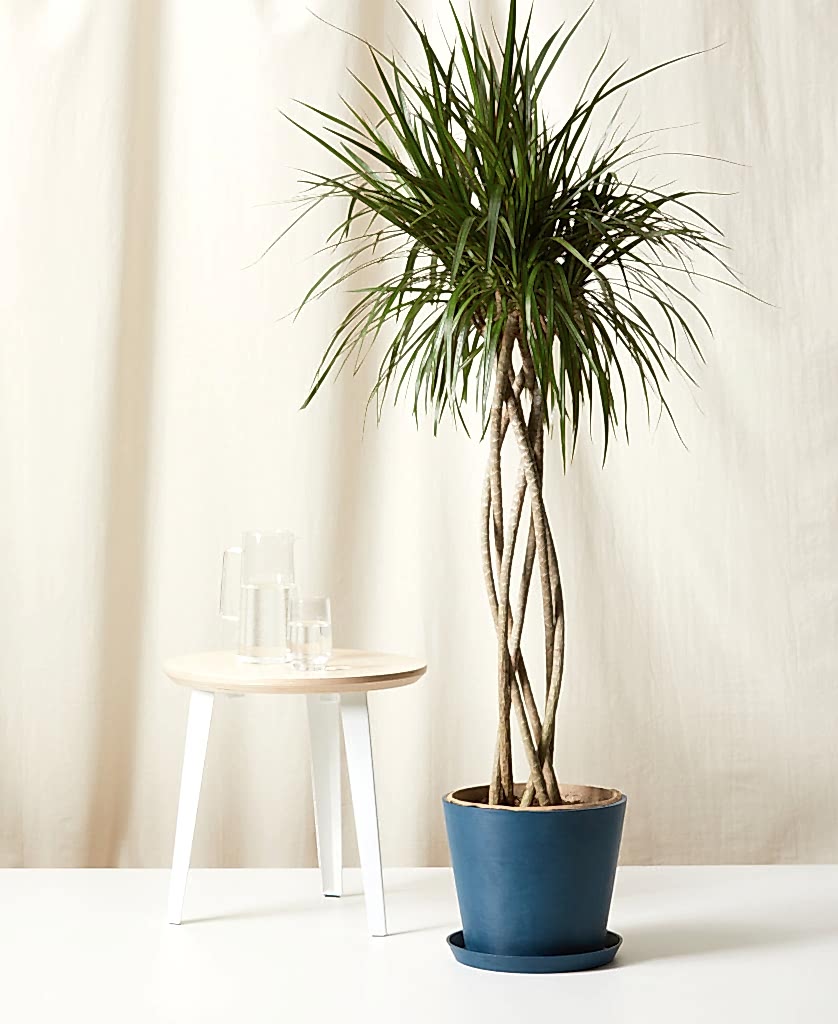 Buy Bloomscape Potted Dracaena Marginata Open Weave
