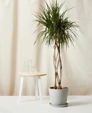 Buy Bloomscape Potted Dracaena Marginata Open Weave