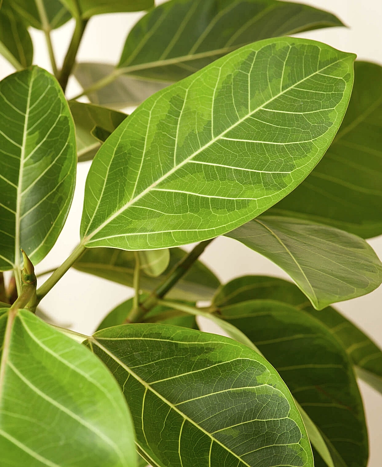 Buy Bloomscape Potted Ficus Altissima