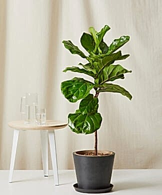 Buy Bloomscape Potted Fiddle Leaf Fig