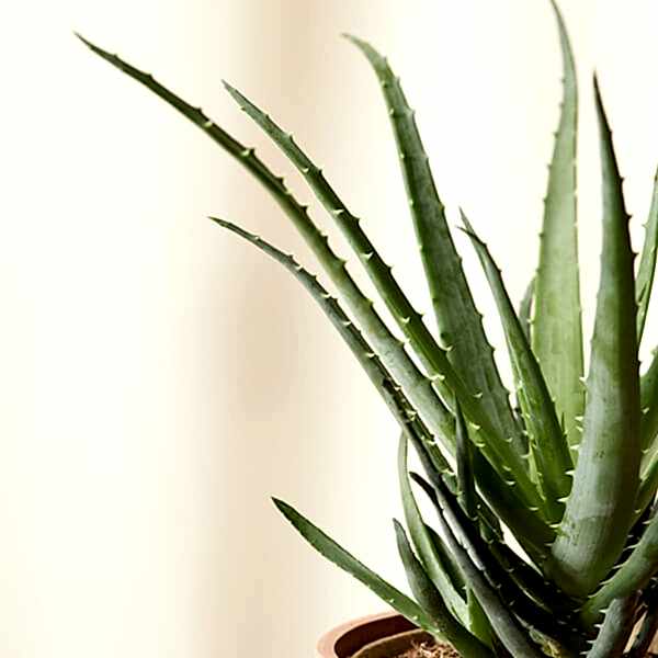 Aloe Care