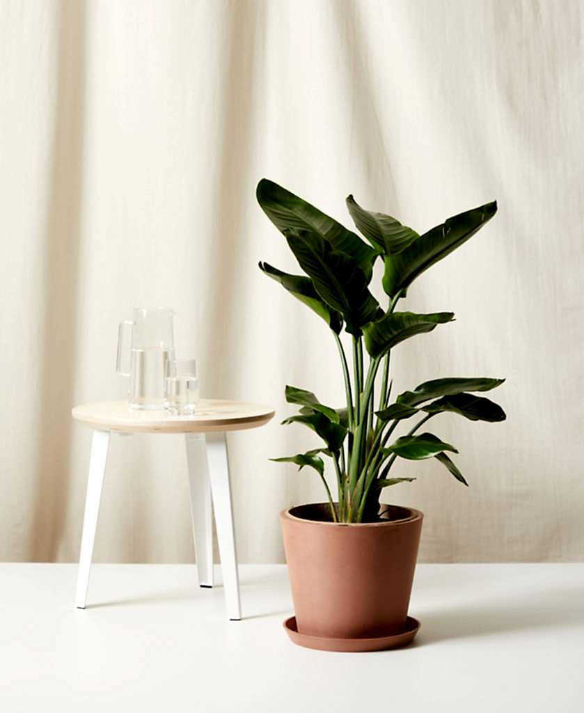 Buy Bloomscape Potted Large Bird of Paradise