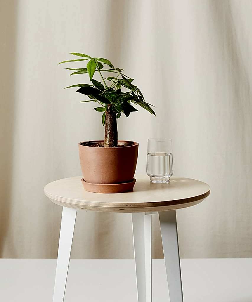 Buy Bloomscape Potted Mini Money Tree