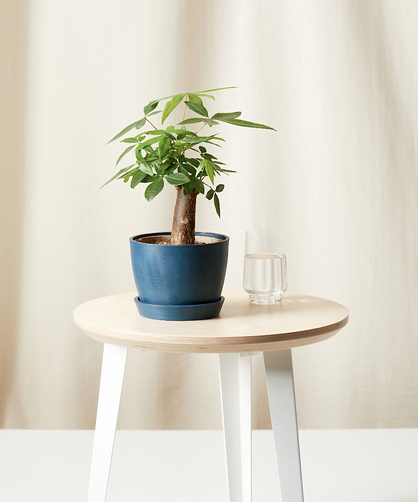 Buy Bloomscape Potted Mini Money Tree